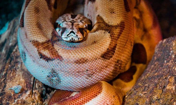 Cobra enrolada em si mesma.