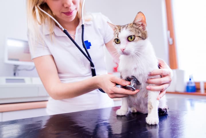 Veterinária examinando um gato branco.