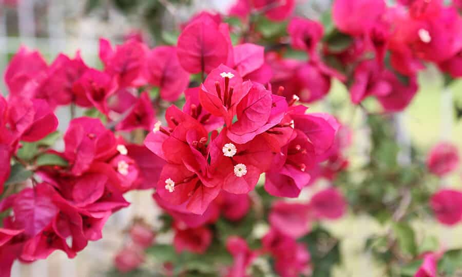 bougainville.