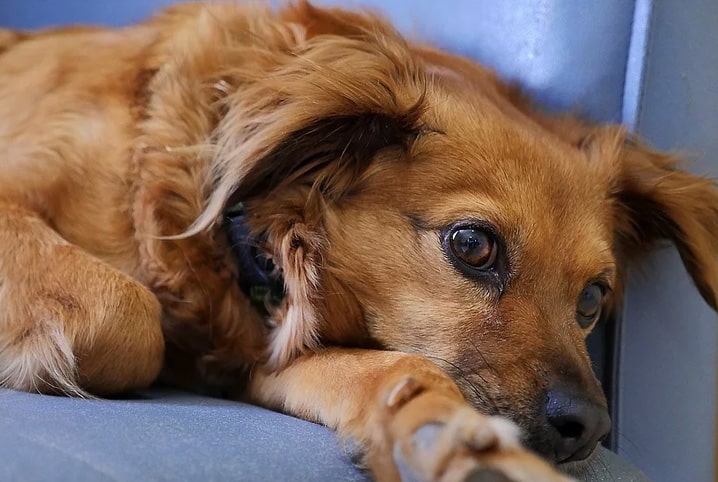 Cachorro deitado