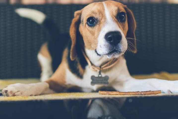 Cachorro da raça Beagle