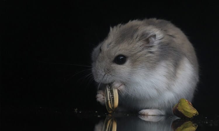 Hamster preto comendo