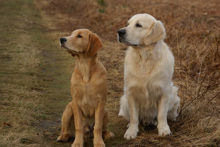 dois cachorros da raça golden sentados lado a lado.