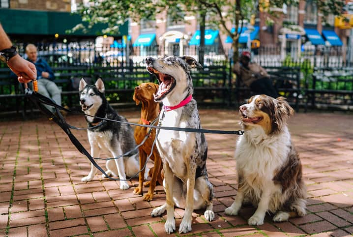 grupo de quatro cachorros indo passear.