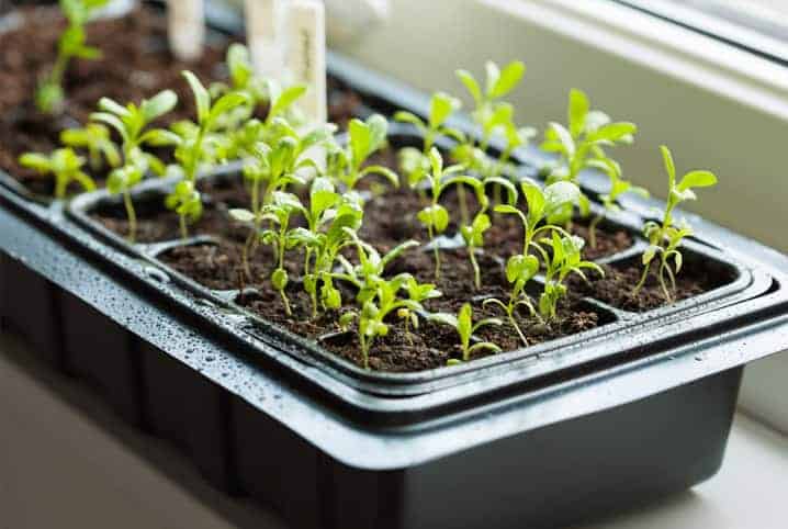 Brotos de plantas.