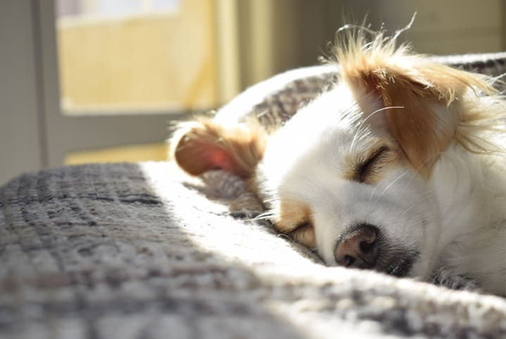 porque cachorro gosta de dormir encostado no dono 2