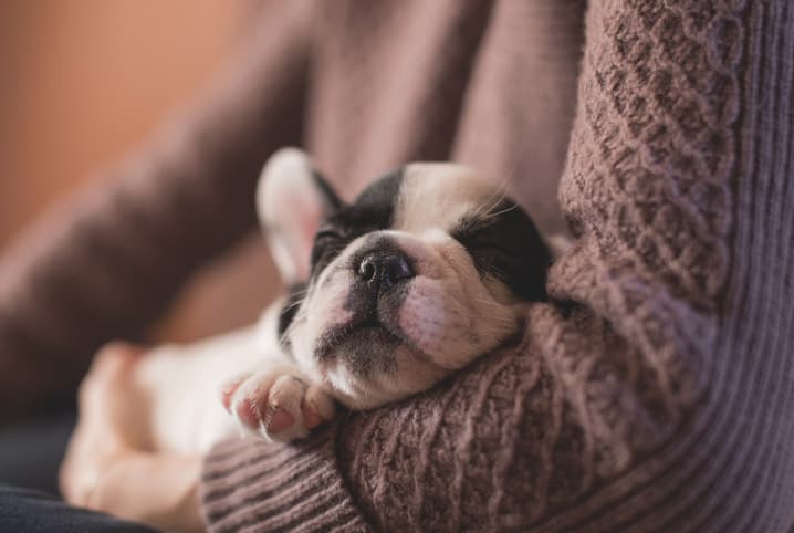 porque cachorro gosta de dormir encostado no dono 3