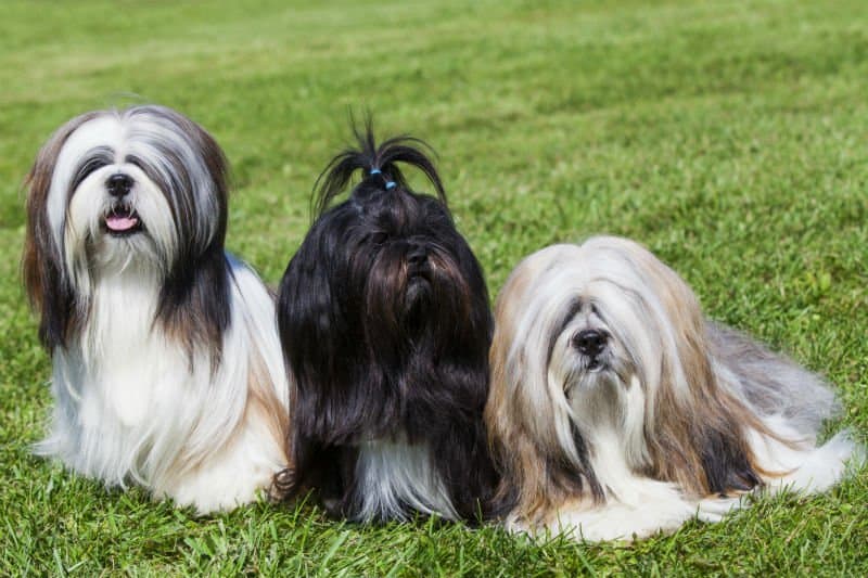 três cachorros peludos um ao lado do outro.