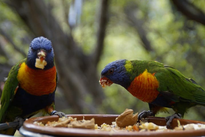 dois pássaros comendo grãos.