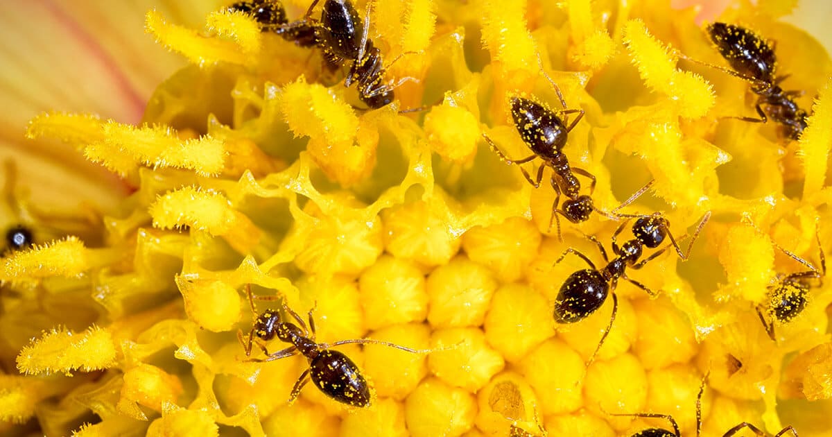 Formigas andando em cima de superfície amarela.