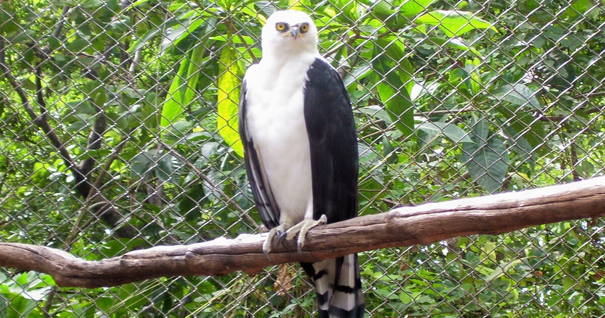 Gavião-pato parado em galho de árvore.