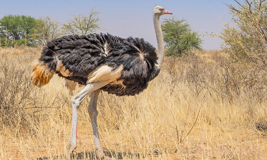 avestruz em uma savana