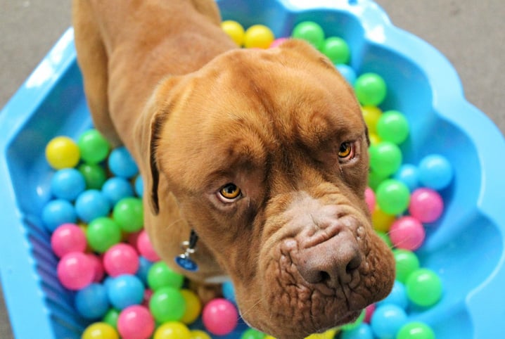 Cachorro pitbull com remelas nos olhos.