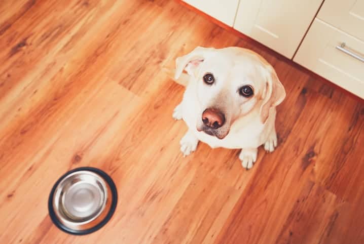 Cachorro labrador ao lado de pote de ração