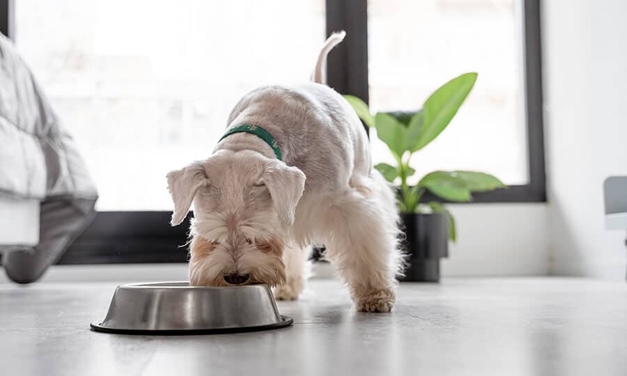 cachorro se alimentando em uma tigela de inox