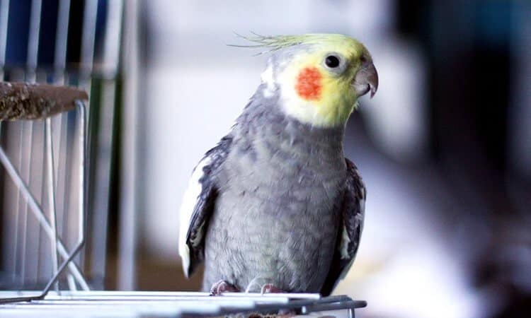 calopsita em uma pequena plataforma