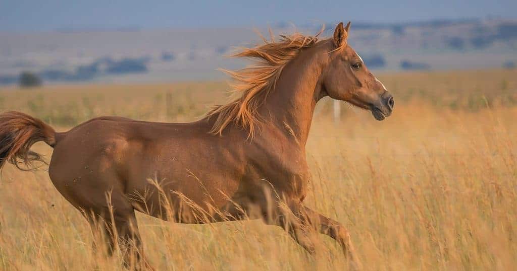 cavalo marrom correndo em um campo aberto