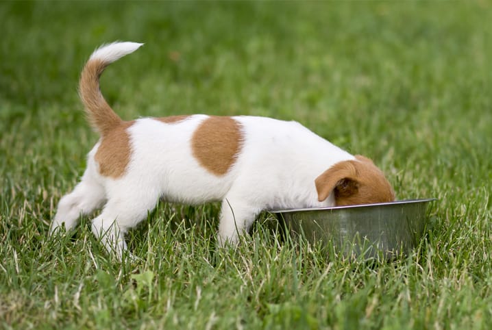 Cachorro filhote comendo na grama.