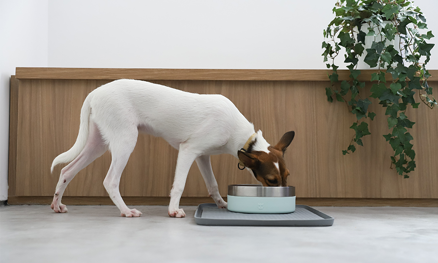 Cachorro comendo em comedouro azul com borda de inox.