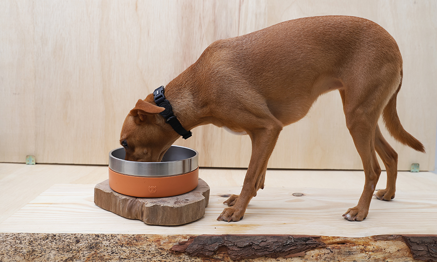 Cachorro marrom comendo em comedouro laranja de inox.