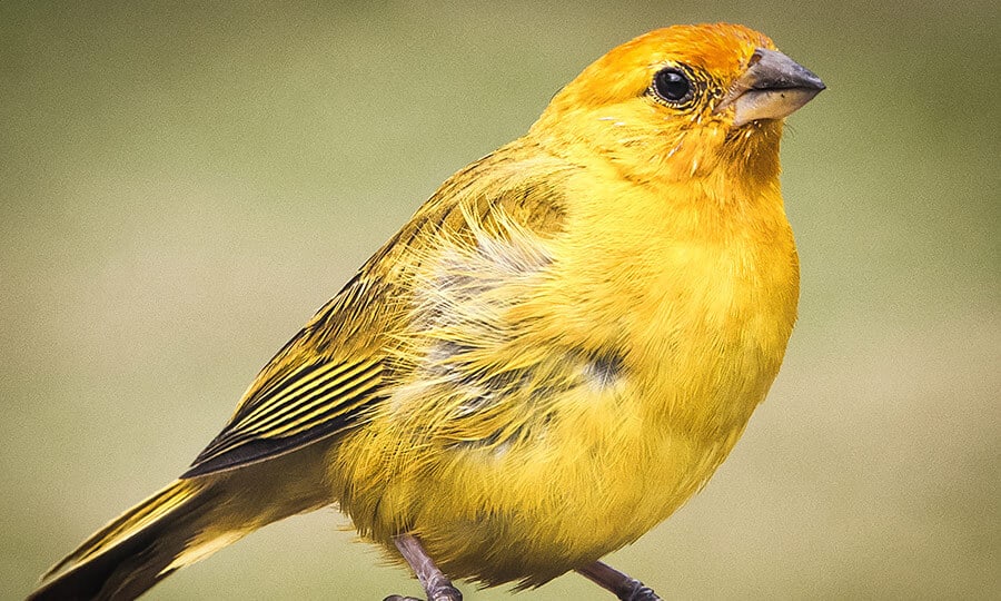 canário belga amarelo com asas em tons de marrom.