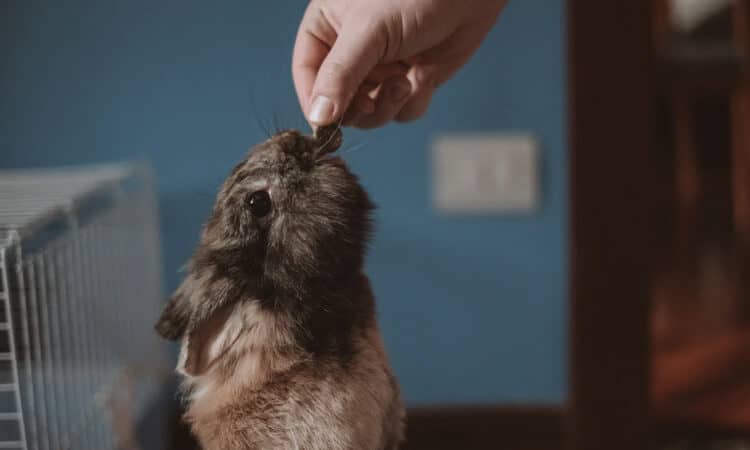 coelho comendo um petisco da mão de seu tutor