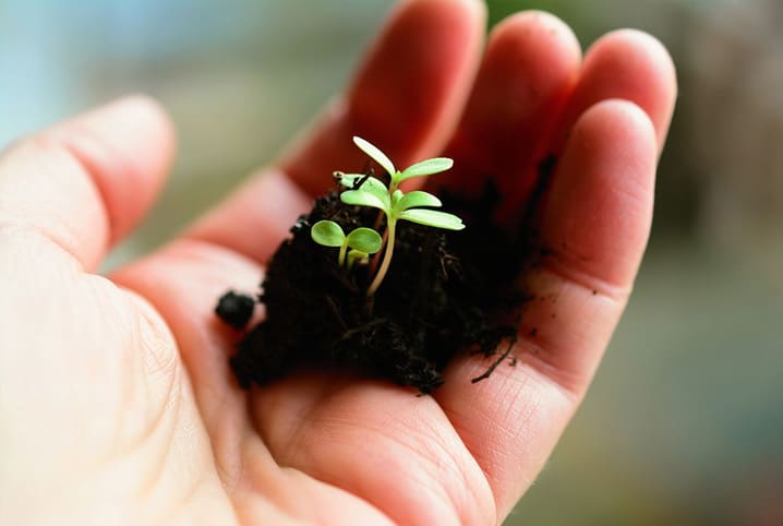 Planta na mão da pessoa.