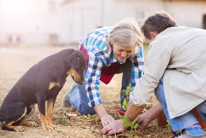 homem e mulher mexendo na terra com um cachorro preto ao lado