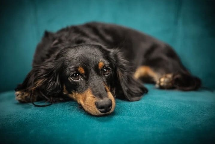 Cachorro deitado em sofá verde água