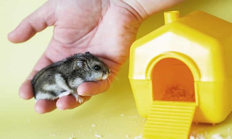 hamster anão russo perto de casinha amarela.