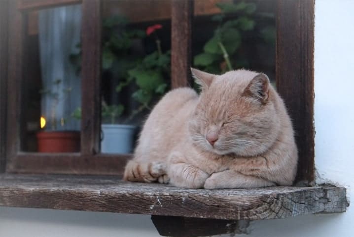 gato de pelo claro sentado à janela