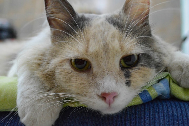 gato branco debruçado em um travesseiro