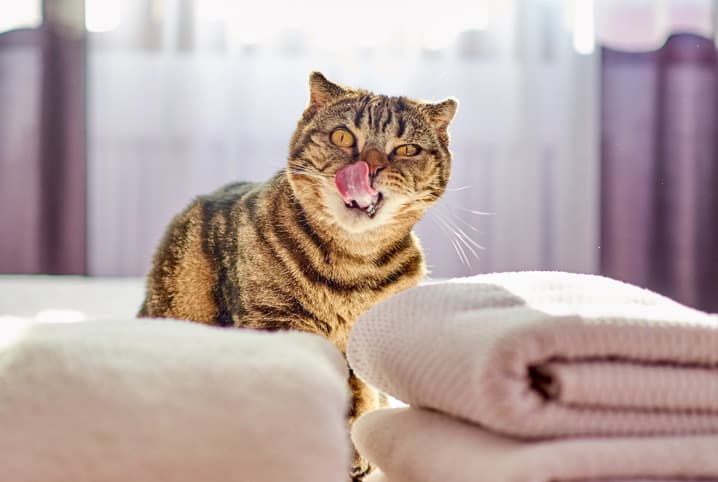 gato sentado no sofá próximo a toalhas dobradas.