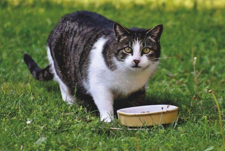 Gato próximo da tigela em cima da grama.