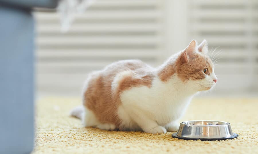 Gato branco e marrom próximo a tigela de inox.