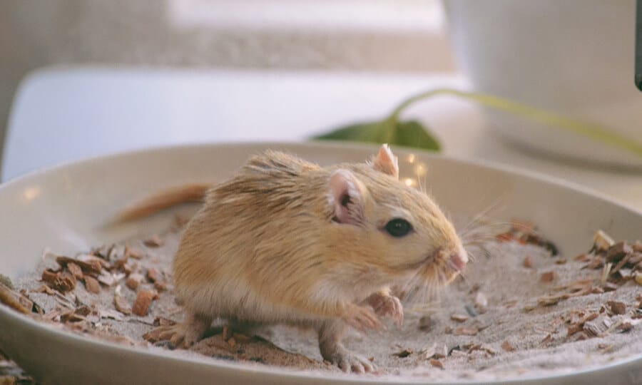 Gerbil com pelo na cor bege.