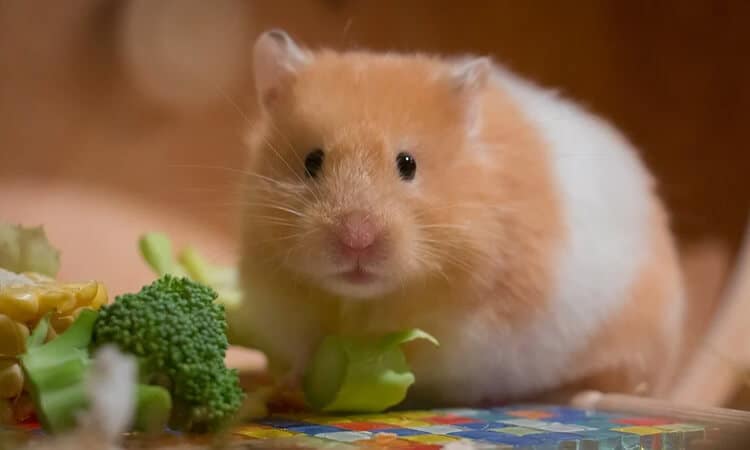 idade de hamster 2