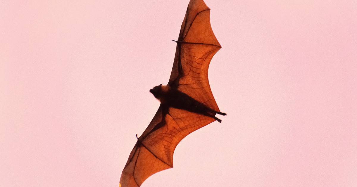 morcego voando.