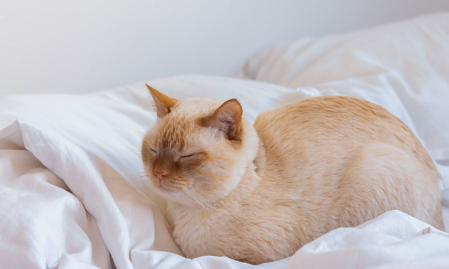 Gato deitado na cama.