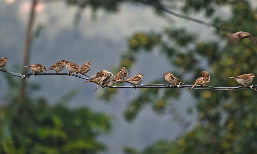 Pássaros pardais juntos.