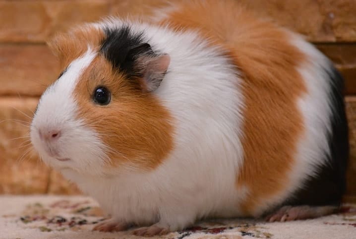 Porquinho-da-Índia com pelos branco, preto e marrom. 