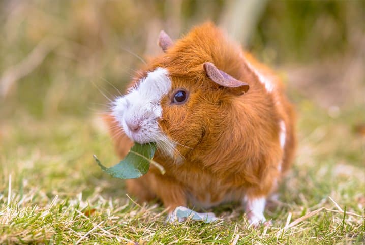 Porquinho-da-Índia comendo folha na grama.