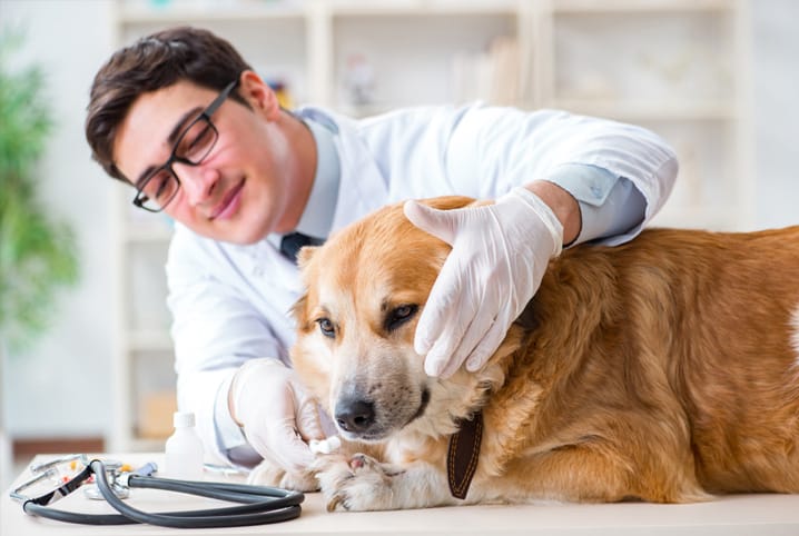 Veterinário examinando o cachorro.