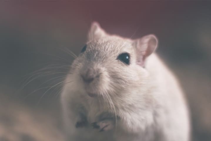 gerbil com as patinhas da frente levantadas