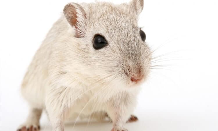 gerbil em fundo branco