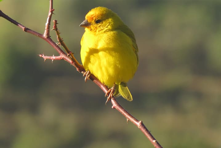 Canário em cima de galho