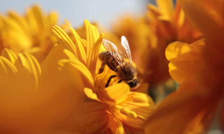 Abelha na flor.