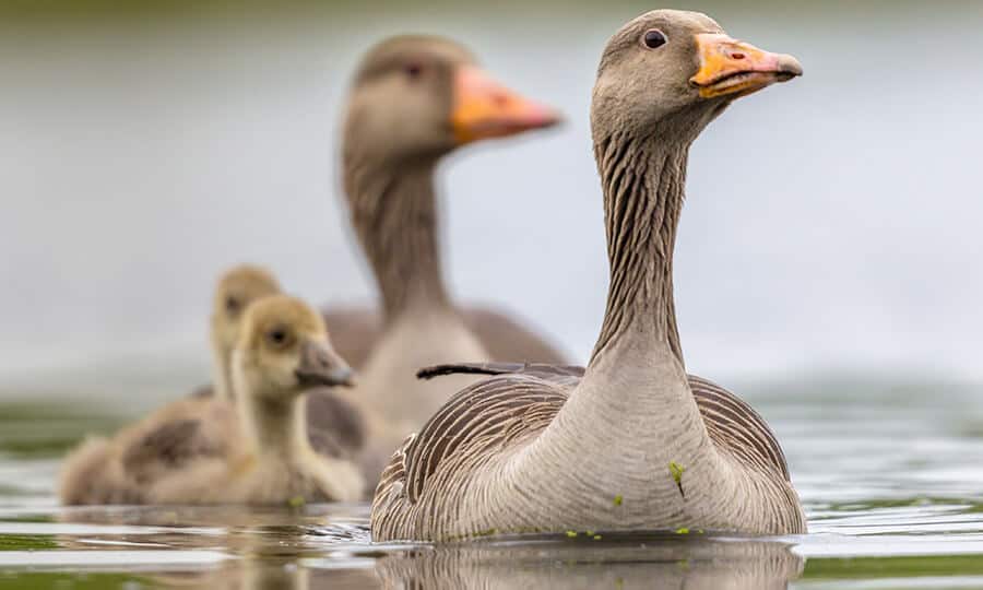 Dois gansos adultos e dois filhotes nadando no lago.