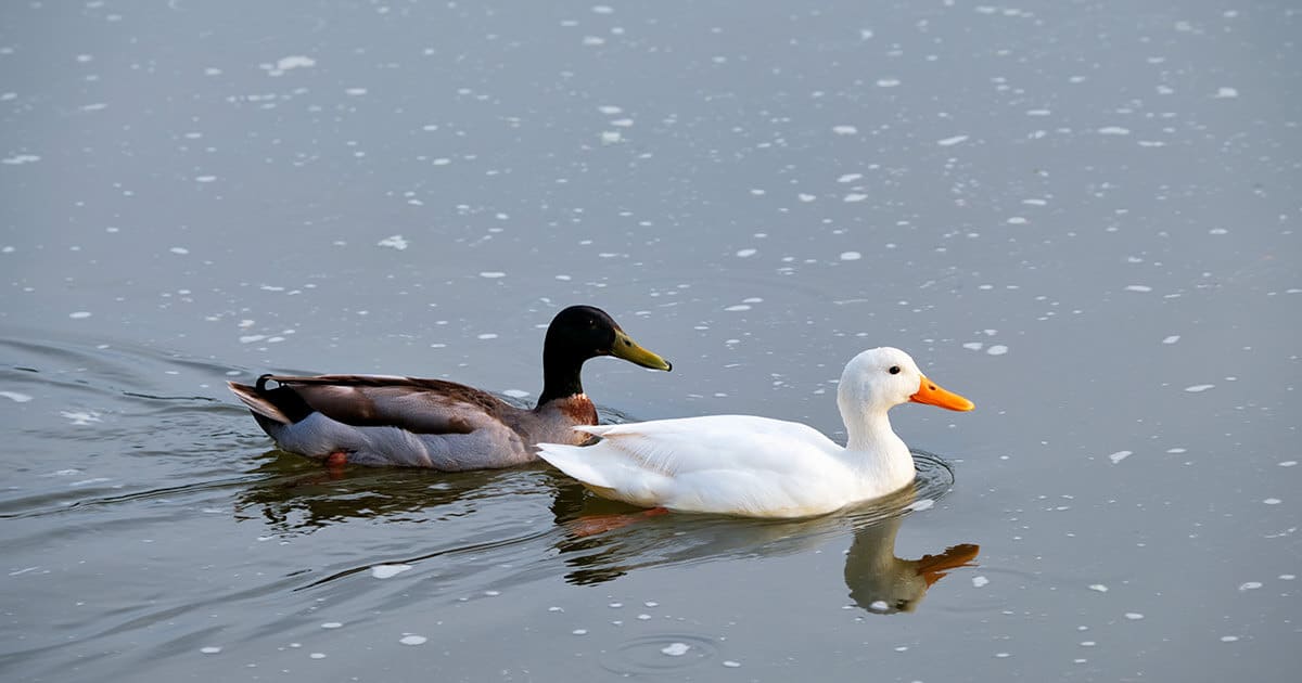 Dois patos na lagoa. Um é preto e o outro é branco.