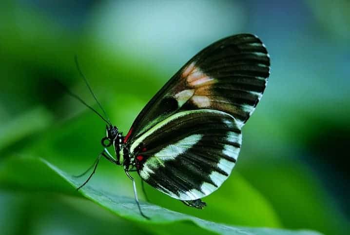 Borboleta preta com partes brancas nas asas.